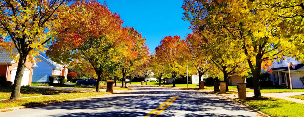 a street view with a row of trees during fall